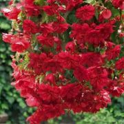 Begonia tuberhybrida Illumination Scarlet